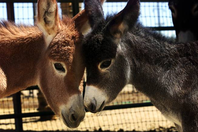 "Scarlet", left, and "Summer", six to seven-week-old burros, nuzzle at a Wild Burro Preservation and Rescue Project corral in Death Valley Junction Thursday, July 13, 2000. The pair were born to burros rescued from Death Valley National Park where park rangers view the non-native burros as a nusiance because they compete with native animals for food and water.