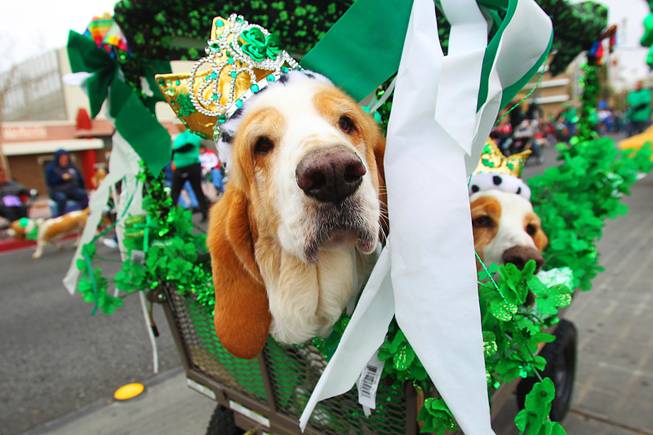 Dogs from Las Vegas Basset Rescue take part in the St. Patrick's Day parade in Henderson Saturday, March 17, 2012.