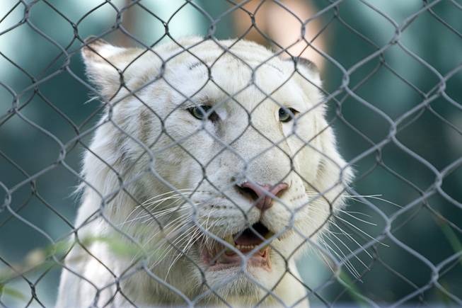 A white tiger watches activity from its enclosure during the ...