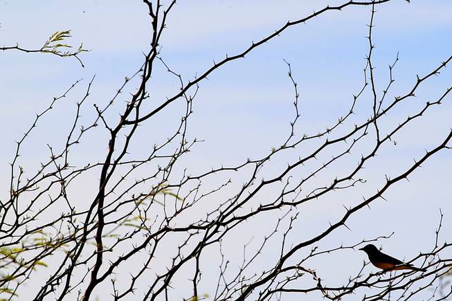 A bird rests in the branches of a mesquite tree at Clark County Wetlands Park Thursday, April 12, 2012.