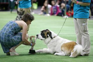Christine Robinson, executive director of the Animal Foundation, presents a treat-filled trophy to Rufus, a one-year-old St. Bernard mix, during the Animal Foundation's ninth annual 