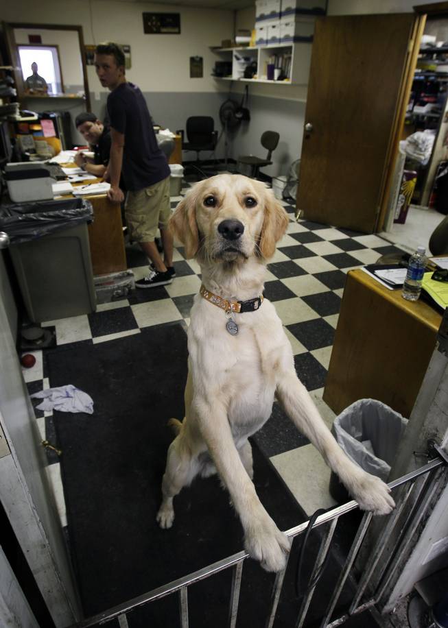 Boone, a golden retriever, keeps an eye on things at Wally's Independent Honda & Acura Service May, 5, 2012.