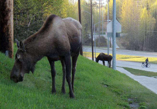 A bicyclist moves away from the sidewalk as two moose graze along Northern Lights Boulevard in Anchorage, Alaska, on Friday, May 18, 2012. Friday is Bike to Work Day in Anchorage, and thousands of people were expected to give up their cars in favor of pedal power.  