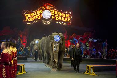 A parade of elephants enters the arena during the opening act of the Ringling Bros. and Barnum & Bailey circus at the Thomas & Mack Center Thursday, June 14, 2012. The circus will perform through Sunday.