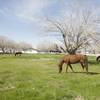 Horses graze on property owned by entertainer Wayne Newton in Las Vegas Thursday, Feb. 25, 2010. 