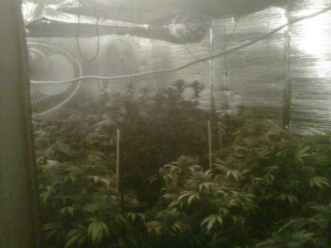 Metro Police released this picture from a raid on a marijuana grow house discovered in the 8300 block of Fox Brook Street.