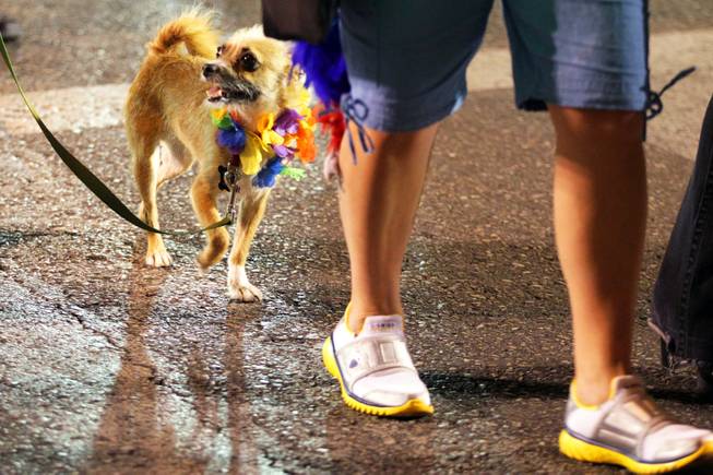 Max the dog walks in the 2012 Las Vegas PRIDE Night Parade in downtown Las Vegas on Friday, September 7, 2012.