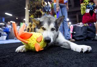 Sydney, a 4-year-old Alaskan Malamute, tries out a toy at the Tuffy-Mighty Dog toy booth during SuperZoo, a trade show for the pet industry, at the Mandalay Bay Convention Center Tuesday, Sept. 11, 2012.