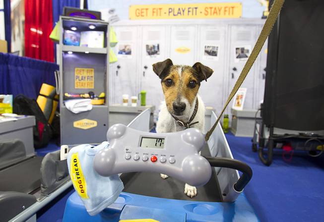 A Jack Russell terrier exercises on a DogTread treadmill during SuperZoo, a trade show for the pet industry, at the Mandalay Bay Convention Center Tuesday, Sept. 11, 2012. The Utah-based company has pet treadmills ranging in price from $399.00 (the "Mini") to $1399.00 for extra-large dogs. The Mini, the smallest pet treadmill on he market, will be available in January 2013.