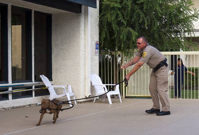 Clark County Animal Control Officer Darryl Duncan lassos a stray pit bull in the pool area of an apartment complex on East Charleston Boulevard Thursday Sept. 20, 2012. Duncan used the rope when the dog did not come to him voluntarily.