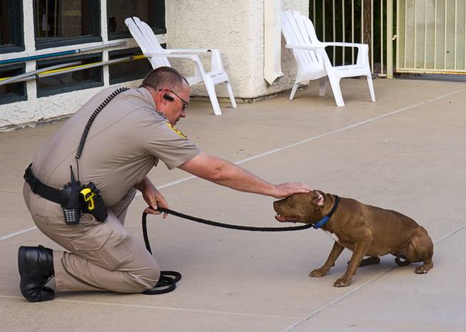 Clark County Animal Control Officer Darryl Duncan pets a stray pit bull in the pool area of an apartment complex on East Charleston Boulevard Thursday Sept. 20, 2012. Duncan roped the dog when she did not come to him voluntarily.