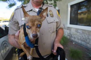 Clark County Animal Control Officer Darryl Duncan holds a blind Chihuahua Thursday Sept. 20, 2012. Duncan was called to pick up the dog from an assisted living facility after the owner died.