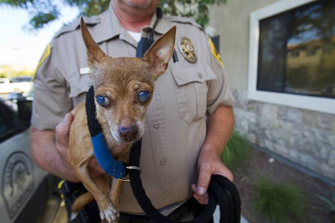 Clark County Animal Control Officer Darryl Duncan holds a blind Chihuahua Thursday Sept. 20, 2012. Duncan was called to pick up the dog from an assisted living facility after the owner died.