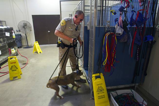 Darryl Duncan, a Clark County animal control officer, puts a stray pit bull into a cage at the Lied Animal Shelter Thursday Sept. 20, 2012.