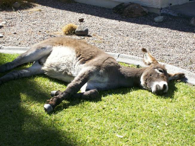 Jackpot, a burro that is part of group of burros that are commonly seen roaming Beatty, NV, rest on someone's lawn .
