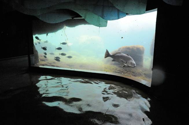 In this Nov. 1, 2012 photo provided by the Wildlife Conservation Society a black drum fish at Coney Island's New York Aquarium swims in the water of the "Sea Cliffs" exhibit, in front of flood waters that inundated the aquarium during superstorm Sandy. Unless power is restored soon, the aquarium says it may have to relocate 12,000 creatures, including walruses, sharks, sea turtles, penguins and a giant octopus. (AP Photo/Wildlife Conservation Society, Julie Larsen Maher)