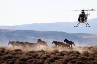 A helicopter is used to herd wild Mustangs into temporary corrals before they are loaded into trailers and hauled away near Yerington, Nov. 4, 2013.