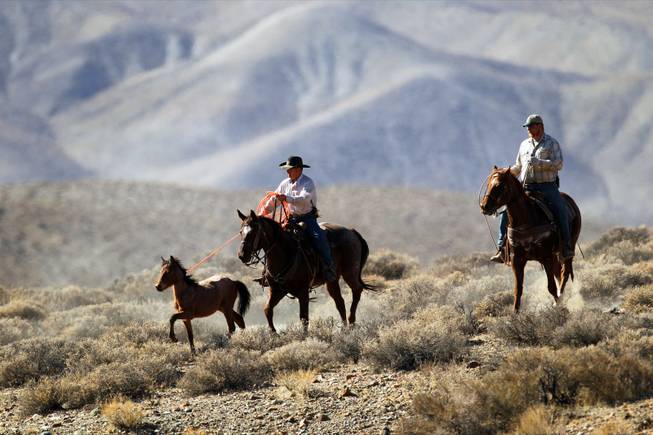 Nevada's Wild Horses