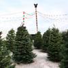 Noble fir trees for sale at Frosty's Christmas Trees in Las Vegas on Thursday, November 29, 2012.