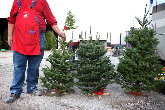 Tree lot attendant Rick Moore shows off some smaller trees for sale at Frosty's Christmas Trees in Las Vegas on Thursday, November 29, 2012.