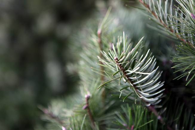 The Douglas fir tree has longer needles and it's branch cannot hold as much weight at Frosty's Christmas Trees in Las Vegas on Thursday, November 29, 2012.