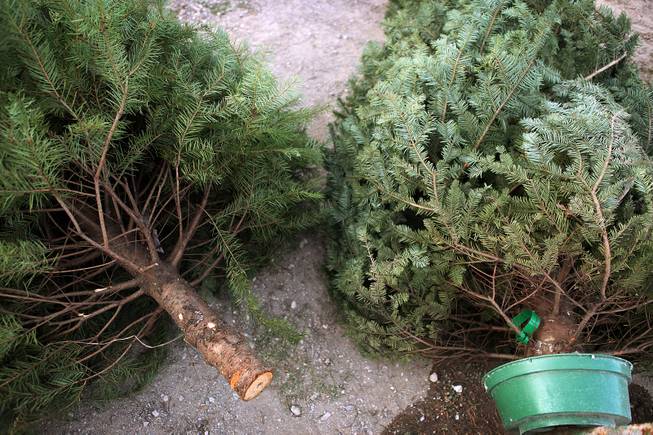 A douglas fir, left, and noble fir tree for sale at Frosty's Christmas Trees in Las Vegas on Thursday, November 29, 2012.