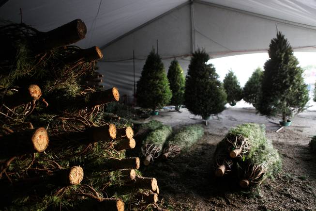 The tree storage area at Frosty's Christmas Trees in Las Vegas on Thursday, November 29, 2012.