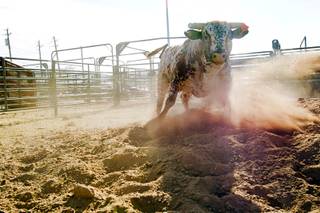 A bull named Big & Rich, owned by JK Rodeo Company, plays in an exercise pen at the National Finals Rodeo livestock area on UNLV campus Tuesday, December 4, 2012.