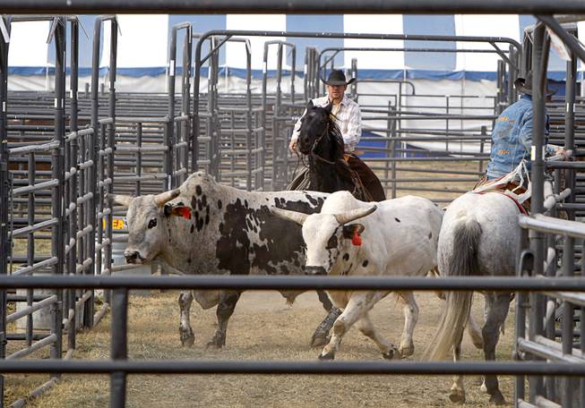 Luke Hutchison moves bulls to an exercise area at the National Finals Rodeo livestock area on UNLV campus Tuesday, December 4, 2012.