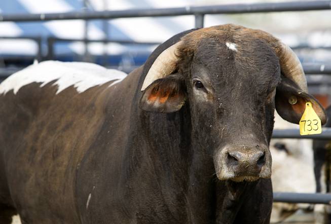 Cat Ballou is shown at the National Finals Rodeo livestock area on UNLV campus Tuesday, December 4, 2012. The bull, owned by owned by 4L & Diamond S Rodeo, is the 2012 PRCA Bucking Bull of the Year.