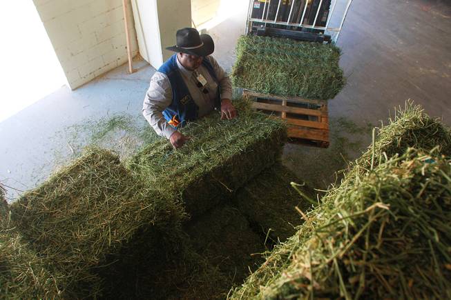 South Point barn concierge Charles Cain loads hay bales onto a forklift Thursday, Dec. 6, 2012.