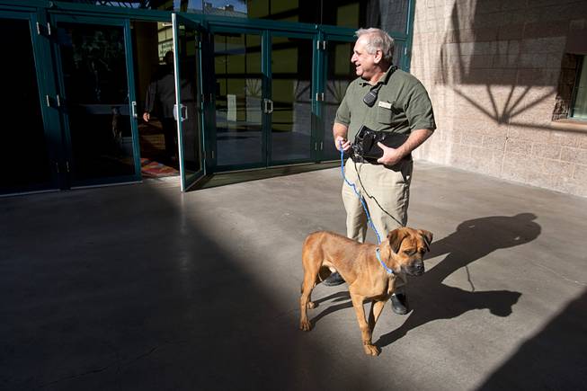 MGM electronic technician Jeff Lambert leaves the 5th annual Charlie's Angels Pet Adoption Fair with a new dog at the MGM Grand Garden Arena Monday, Dec. 11, 2012. The boxer mix was named Angel but Lambert said he would probably rename the dog after a deli sandwich. He already has a dog named Reuben after the Reuben sandwich, he said.