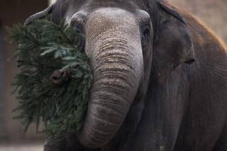 An elephant eats a christmas tree at the zoo in Berlin, Friday, Jan. 4, 2013. 