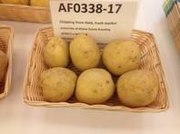 These potatoes from Maine are cultivated to make chips. They are one of the new varieties of spuds on display this week at the Potato Expo at Caesars Palace in Las Vegas.