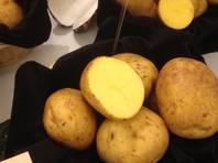 The Latona potato, grown in Colorado, is known for its rich flavor and is one of the new varieties of spuds on display this week at the Potato Expo at Caesars Palace in Las Vegas.