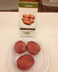 The Rodeo brand from Cornwall, Pa., is one of the new varieties of spuds on display this week at the Potato Expo at Caesars Palace in Las Vegas.
