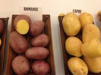 The Romance and Capri potatoes are yellow varieties from Canada among the spuds on display this week at the Potato Expo at Caesars Palace in Las Vegas.