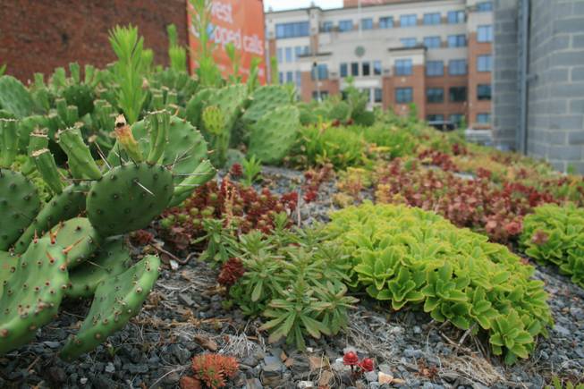 Succulents, including cactus, are generally the plants of choice for green roof projects, like the demonstration garden on the roof of the American Society of Landscape Architects headquarters building in Washington, shown in this June 25, 2007 photo. They can live on existing rainfall, withstand drought, wind and harsh winter conditions. 