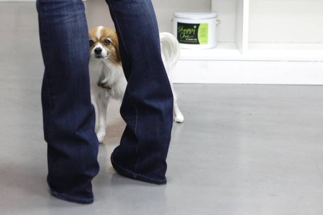 Penny Lane, a long hair Chihuahua, peeks through shop owner Kelly Petersen's legs at Shaggy Chic, Feb. 13, 2013.