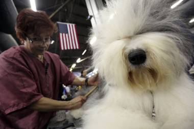 Caroll Geiser, of Rochester, N.Y., grooms Eva, a 3-year-old Old English Sheep dog, during the 137th Westminster Kennel Club dog show, Monday, Feb. 11, 2013, in New York. 