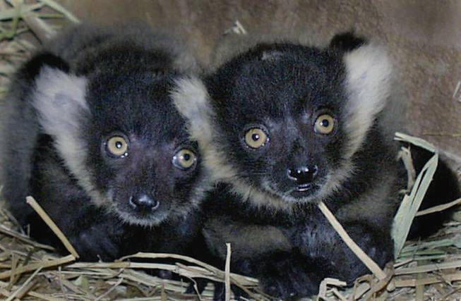 Born May 2, these black and white ruffed lemur babies, a critically endangered primate species from Madagascar, emerged from a nest box Thursday, May 24, 2001, at Happy Hollow Park and Zoo in San Jose, Calif. These births were carefully planned as a result of a worldwide cooperative breeding program known as the Species Survival Plan. This program helps preserve and protect the genetic diversity of species in captivity.