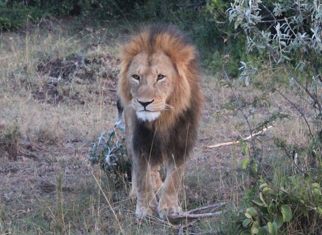 Lions of Kenya