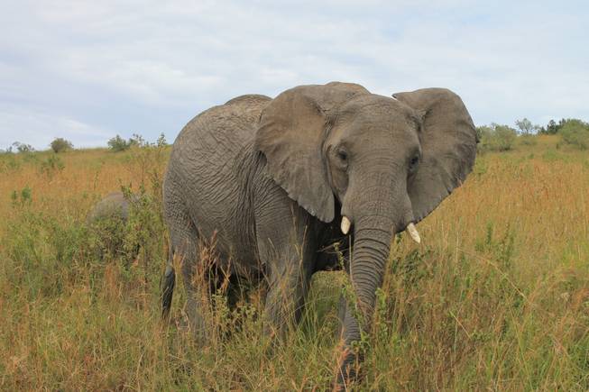 A wild elephant roams the terrain at Ol Kinyei Conservancy in southeastern Kenya.