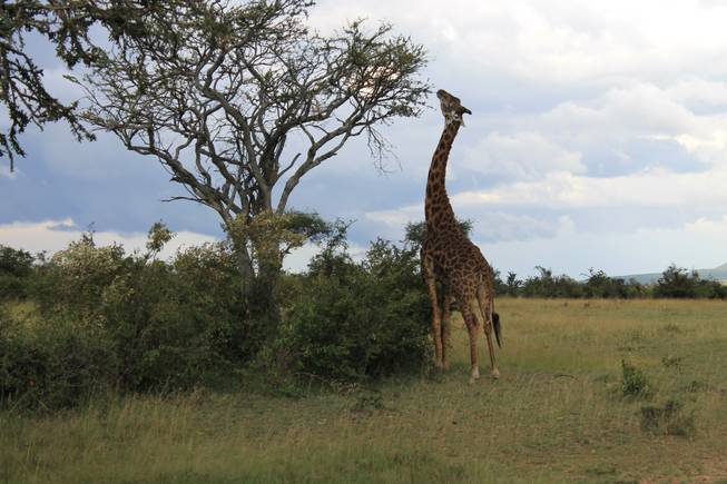 Giraffes roam the wilderness at Ol Kinyei Conservancy in southeastern Kenya.