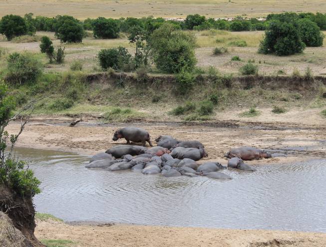 Hippos rest in a riverine on the Ol Kinyei Conservancy in southeastern Kenya.