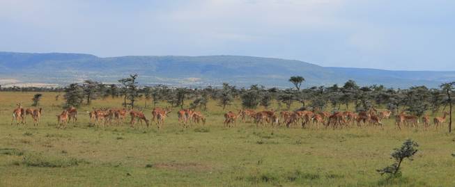 Thompson gazelles roam the Ol Kinyei Conservancy wilderness in southeastern Kenya.
