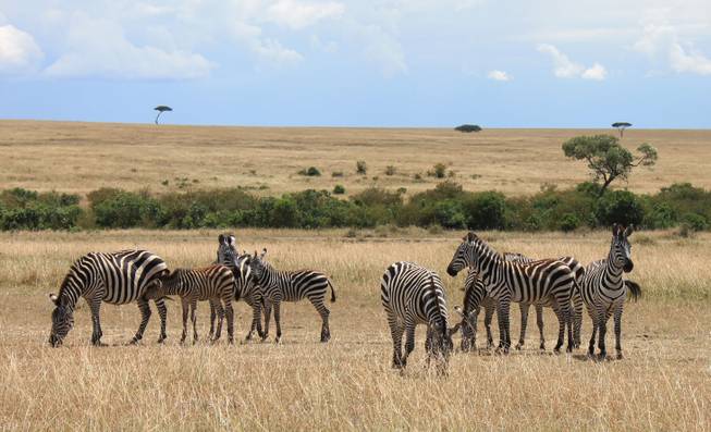 Zebras shown in the wild at Ol Kinyei Conservancy in southeast Kenya.