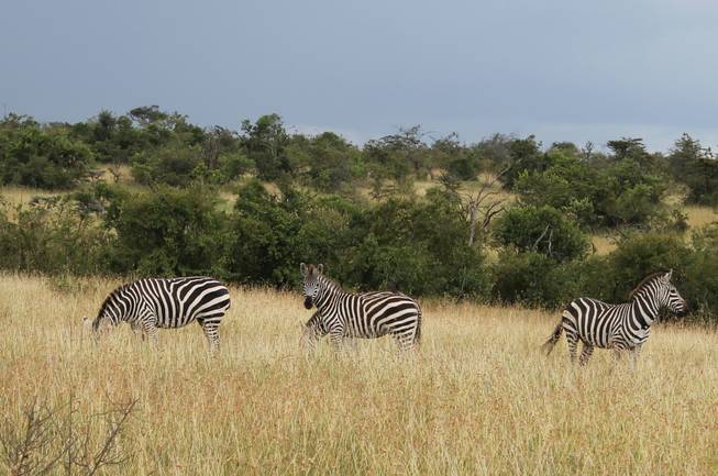 A trio of zebras roam the grassy terrain at Ol Conservancy in southeastern Kenya.