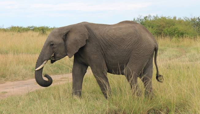 A wild elephant roams the terrain at Ol Kinyei Conservancy in southeastern Kenya.