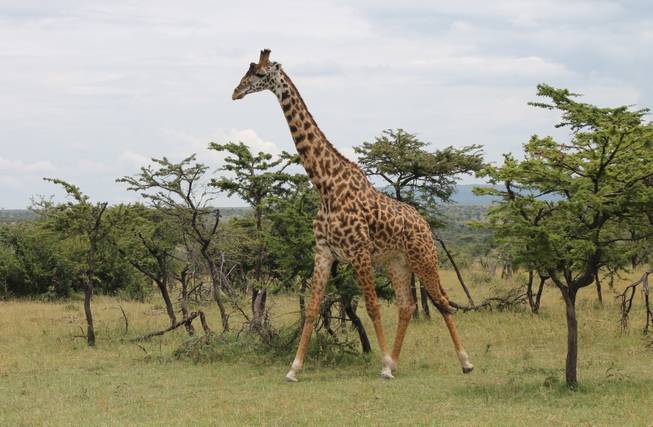 A giraffe walks among the acacia trees at Ol Kinyei Conservancy in southeastern Kenya.